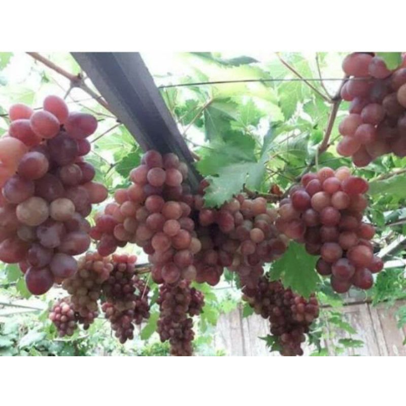 Bibit Anggur ninel - Anggur Import ninel