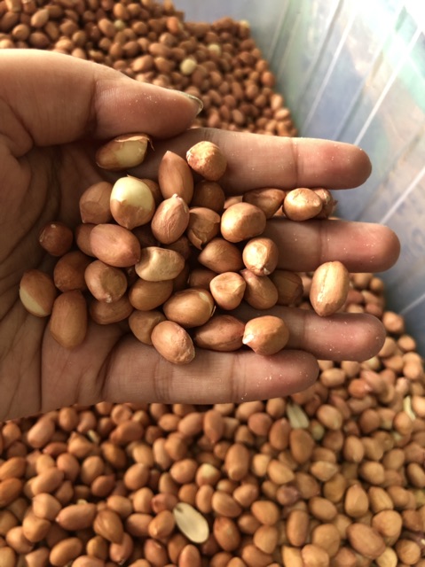 Kacang tanah tuban