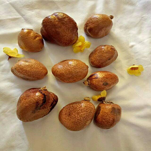 

Zuriat Zuriyat Mesir 500 gr