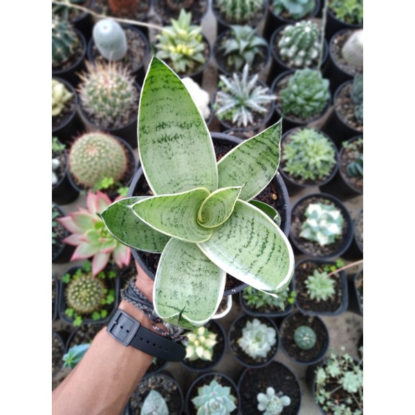 sansievera hahnii cream