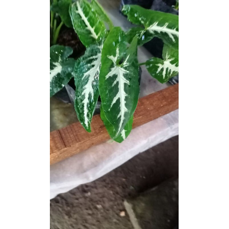 Syngonium wendlandii