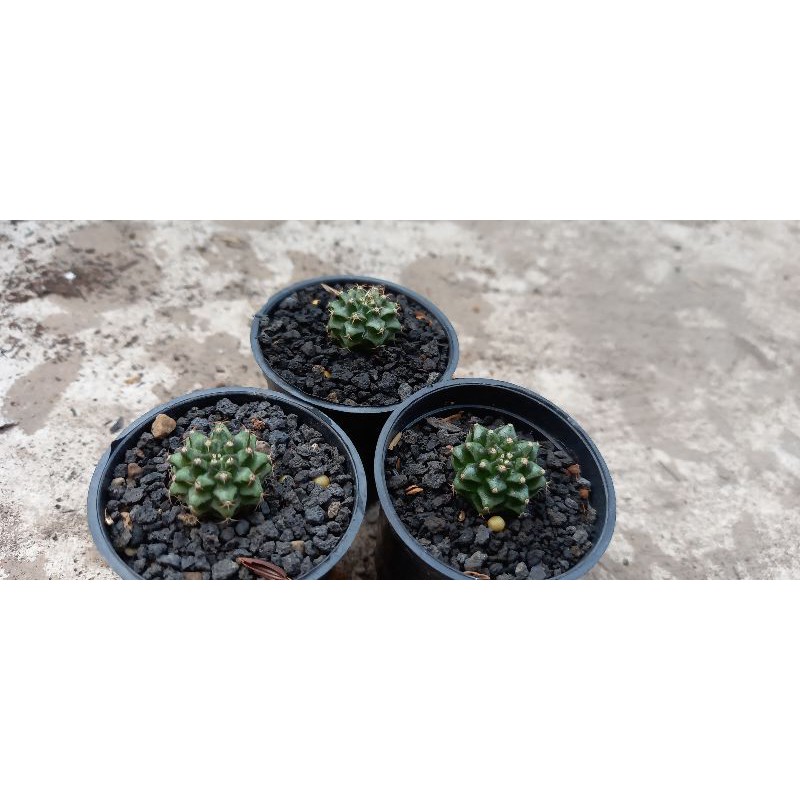 gymno ijo dari biji..