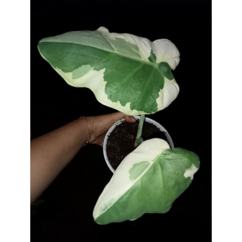 Ready Baby Alocasia Gigantea varigata Thailand