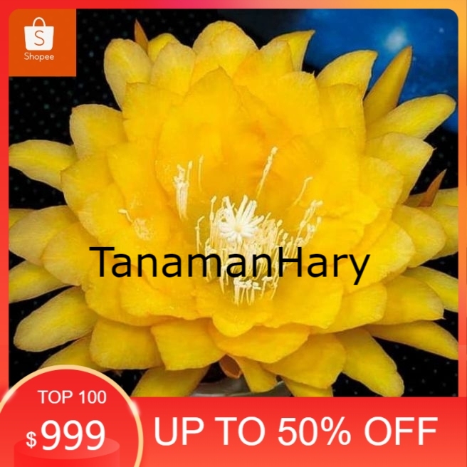 TANAMAN HIAS WIJAYA KUSUMA BUNGA KUNING - bibit wijaya kusuma bunga kuning