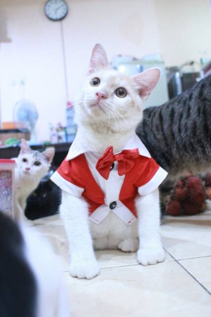 Tuxedo merah untuk kucing dan anjing size S M L XL / baju kucing murah