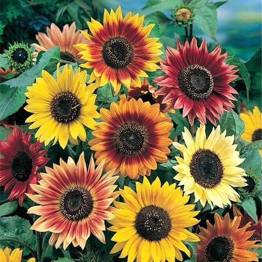 Benih Bibit Biji Bunga - Sunflower Autumn Beauty Bunga Matahari Rainbow Warna Warni Mix Flower Seeds - IMPORT