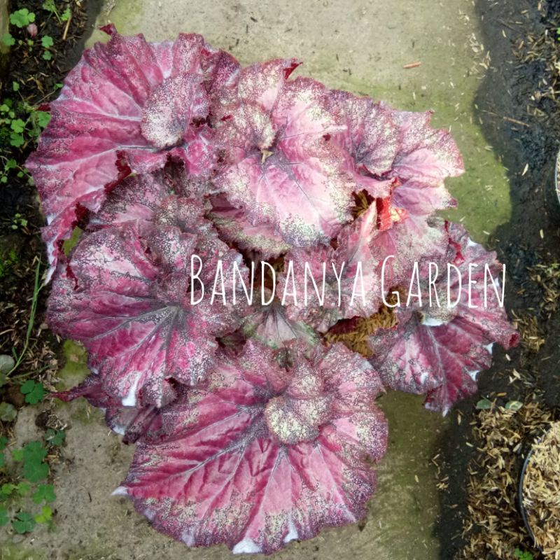 Tanaman Hias Begonia Escargot Merah / Keong Merah