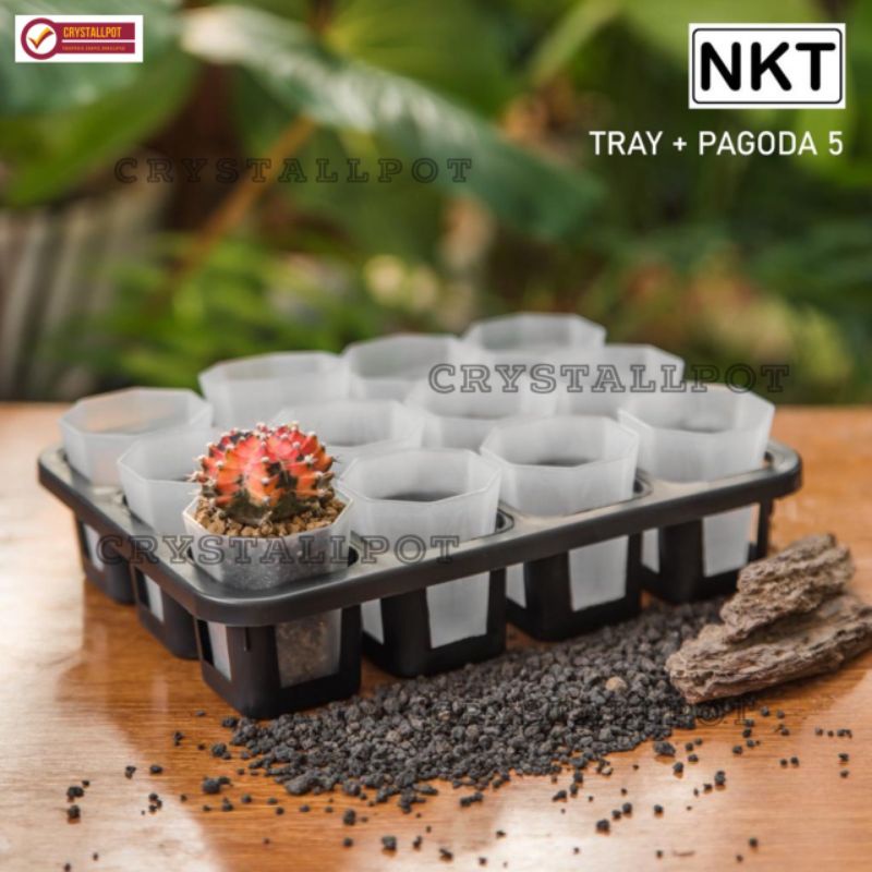 1 set tray + POT NKT PAGODA 5CM BENING TRANSPARAN | tray semai bibit