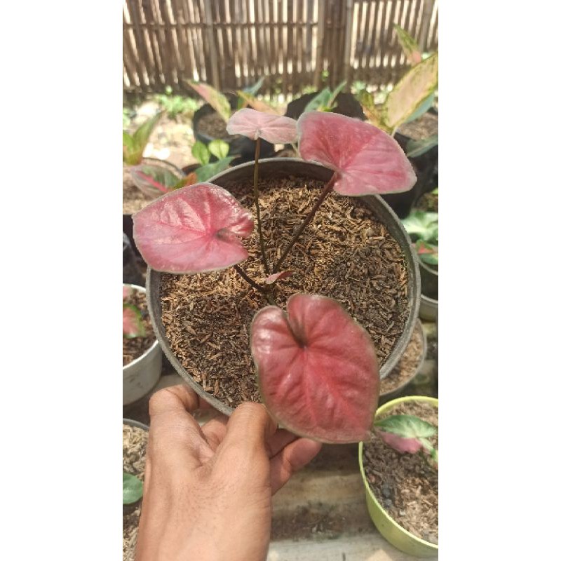 tanaman hias/Caladium dealova/caladium hibrid