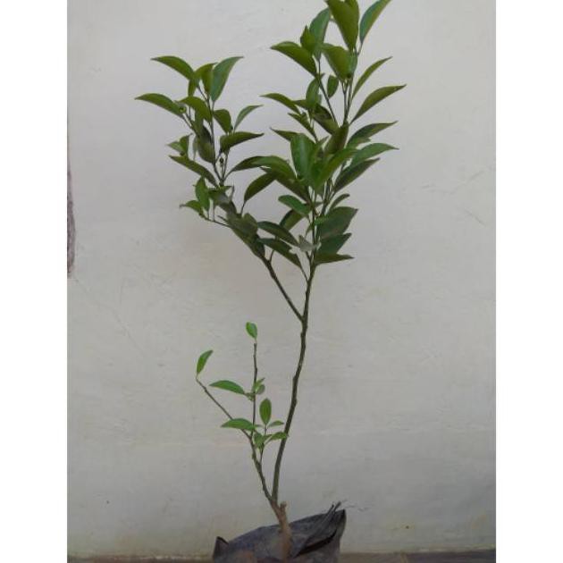 Di5Kon Jual Bibit Tanaman Buah Jeruk Santang Murah/Bibit Jeruk Santang/Bibit Jeruk Buah/Jeruk