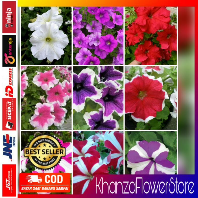 Tanaman hias bunga petunia/bunga gantung petunia/petunia juntai