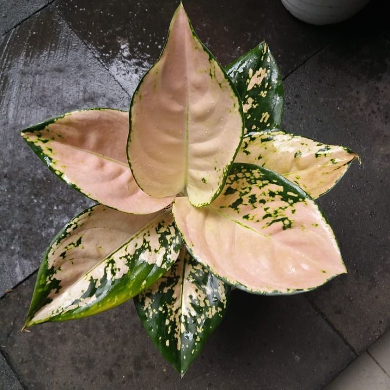 bonggol aglonema suksom white