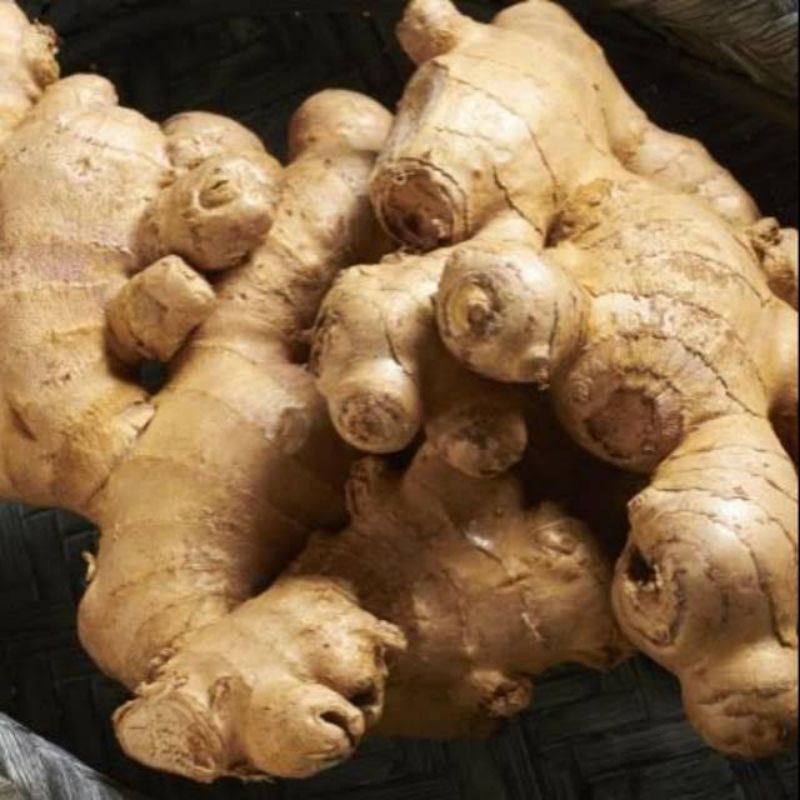 

JAHE GAJAH BERKUALITAS FRESH