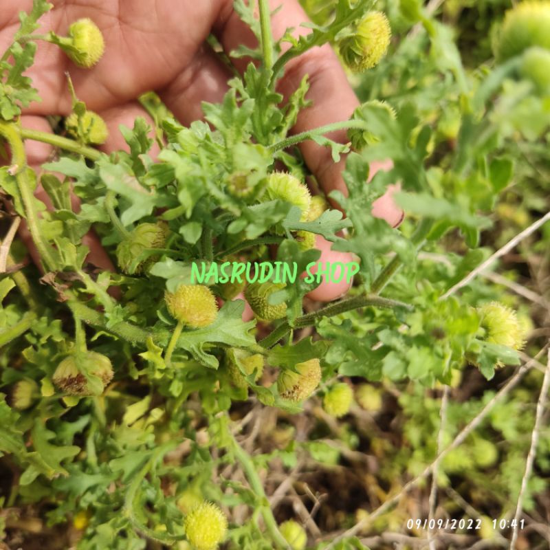 

[Fresh] BIBIT EGLETES VISCOSA 3 POHON TANAMAN HIAS PAKIS BUNGA POMPOM