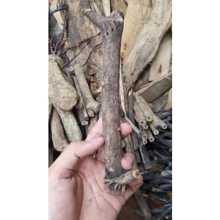 KAYU TLOGOSARI 100% ASLI P10-15CM