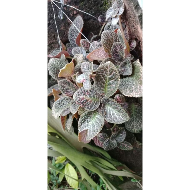 bunga hias begonia espesia benih/herbal-begonia espesia-tanaman evisia-bunga begonia espisia herbal