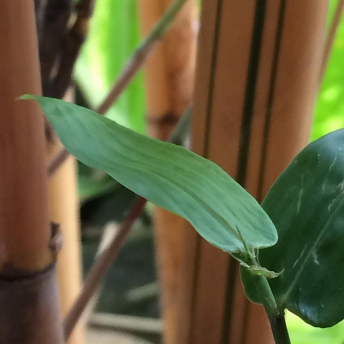 Bambu Kuning 120cm, Bambu Kuning, Bambu Panda, Bambu Hias Kuning