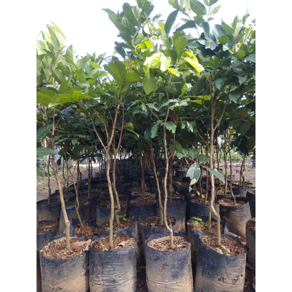 bibit oohon rambutan binjai  dan rapiah