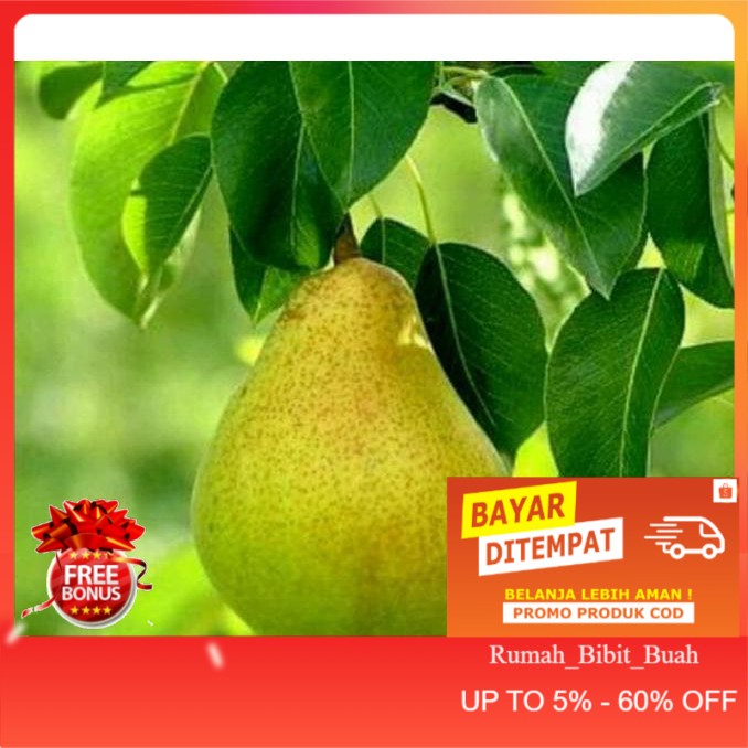 BIBIT BUAH PIR HIJAU ASIA BERBUNGA