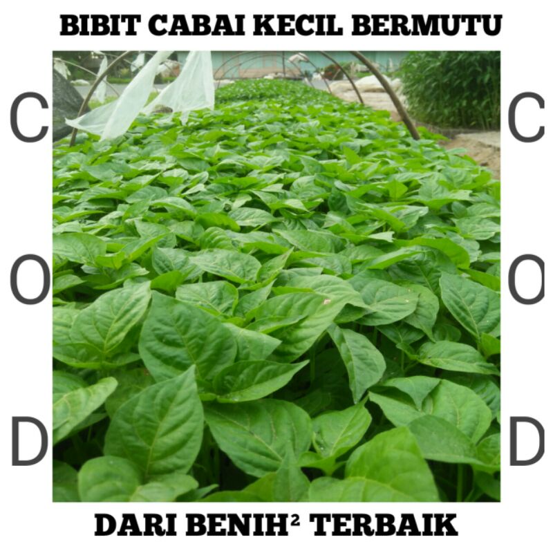 TANAMAN CABAI/CABE RAWIT | BIBIT CABE || CABAI RAWIT SIAP TANAM ||