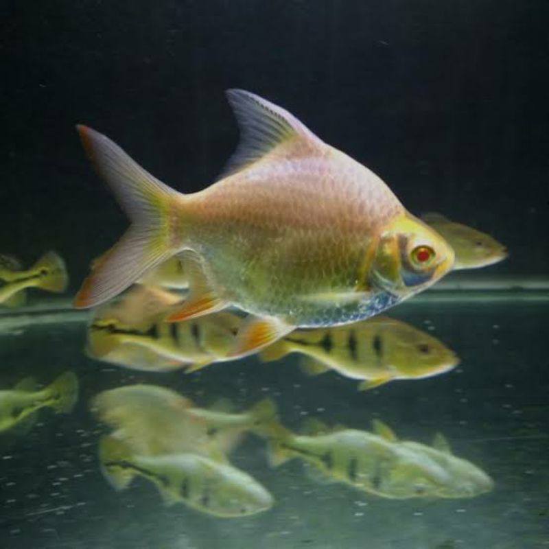 Kapiat Short Body Albino Bonsai Tankmates
