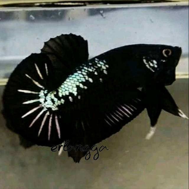 Ikan Cupang Black Samurai Ikan Cupang Black Mamba Shopee Indonesia