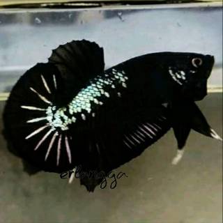 ikan cupang halfmoon koi halfmoon fancy kualitas tinggi