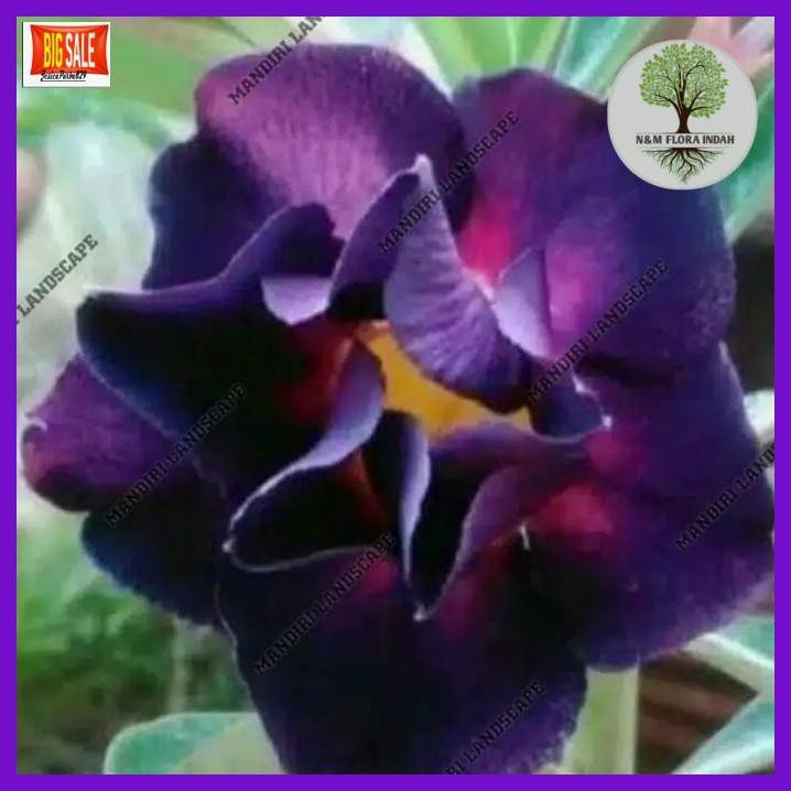 

NAMATGARPU- NEW! BIBIT BUNGA KAMBOJA ADENIUM PURPLE HONSU -ASLI.