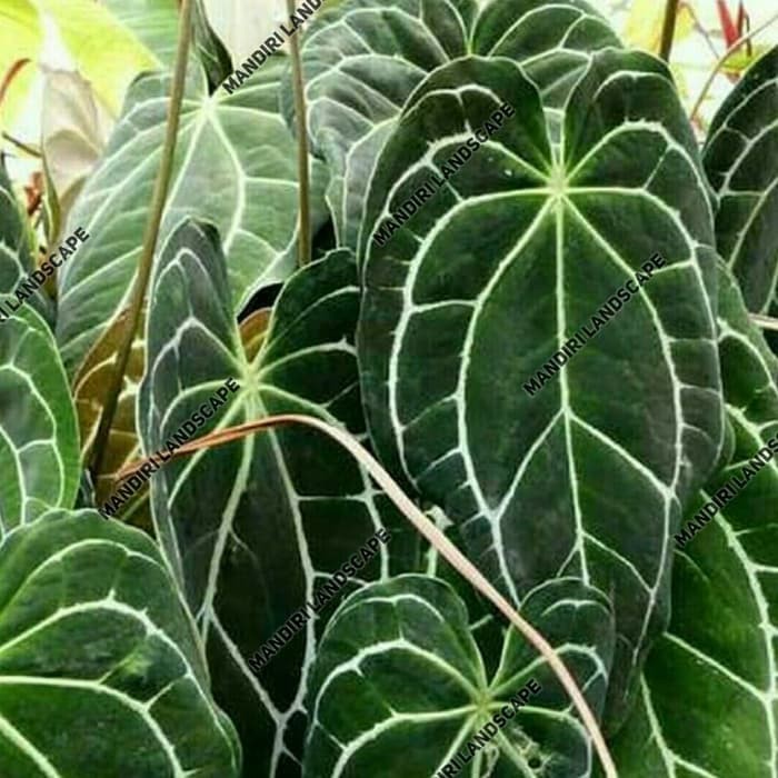 Tanaman Hias Anthurium Kuping Gajah Giant Besar - Cristalium