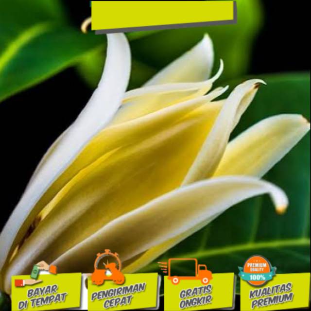 Bibit cempaka kuning