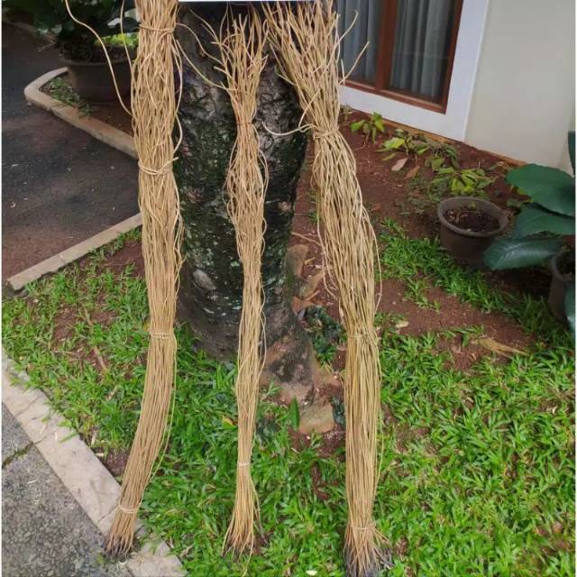 Akar manon / Akar Dekorasi / Akar Mentau / Untuk Ring Dekorasi