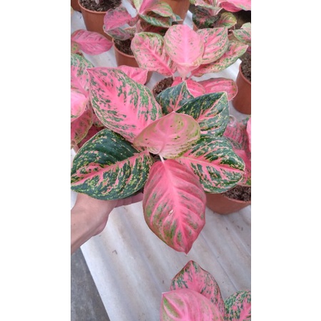 aglaonema wulandari
