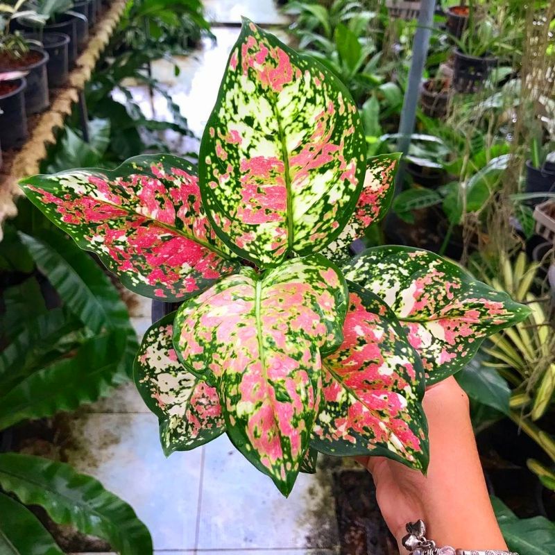 Aglaonema Tri Color / Aglonema tri color florist nursery / Aglonema tri color (Tanaman hias aglaonem