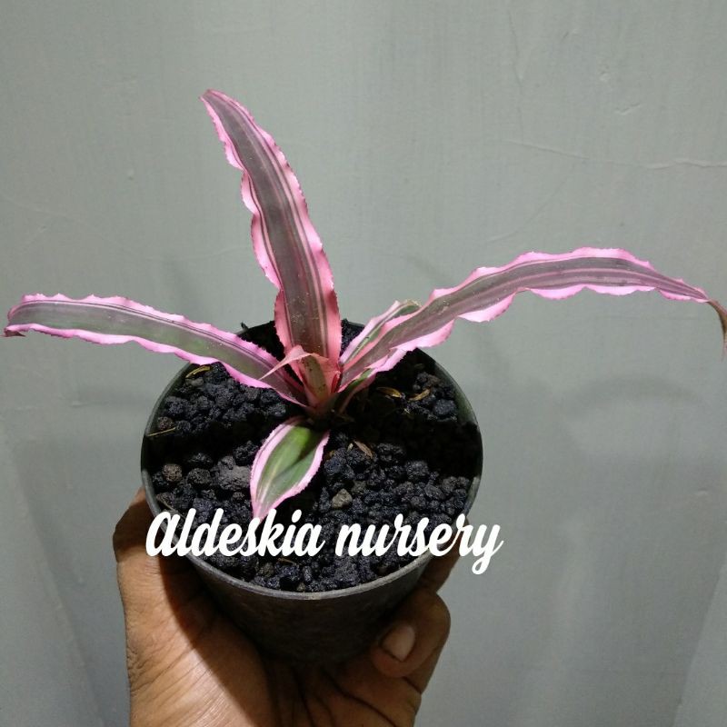Tanaman Nanas Pink / Cryptanthus Elaine