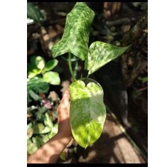 Philodendron Jose Buono