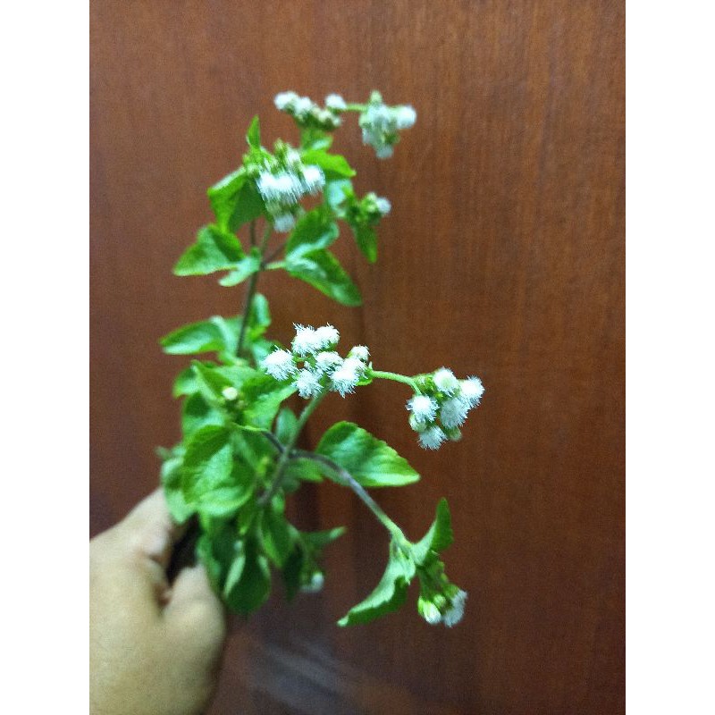 

DAUN BABANDOTAN 250 GR HERBAL ASAM LAMBUNG