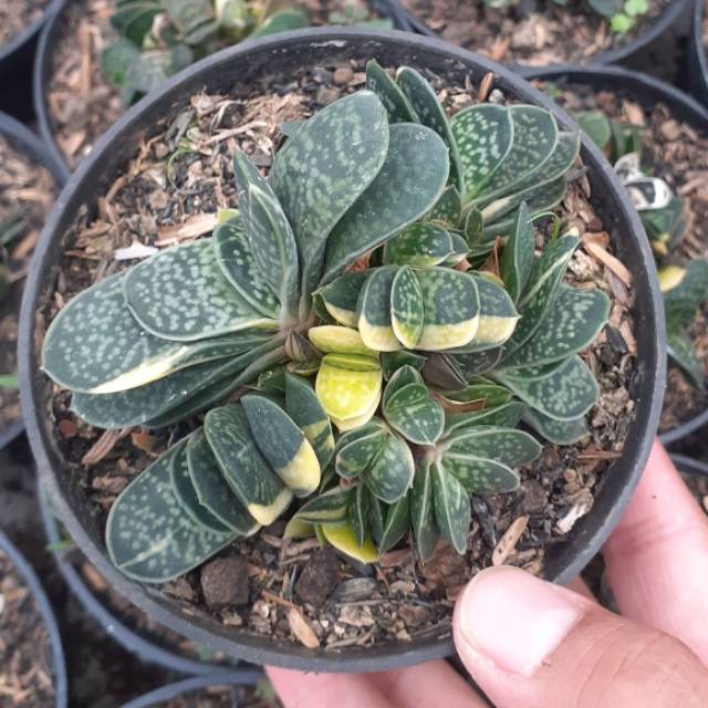 Gasteria cluster variegata