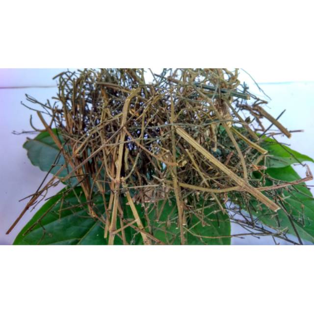 

Jamu Sambiloto / Sambiroto kering 100 gr