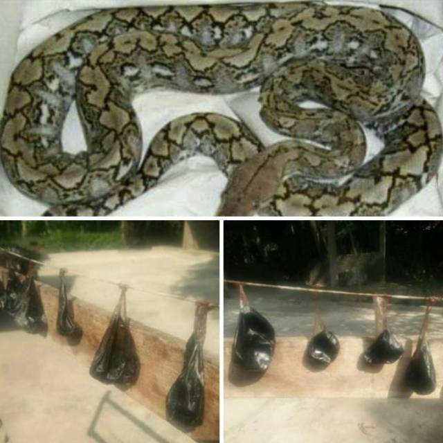 EMPEDU ULAR PYTON ASLI SUPER