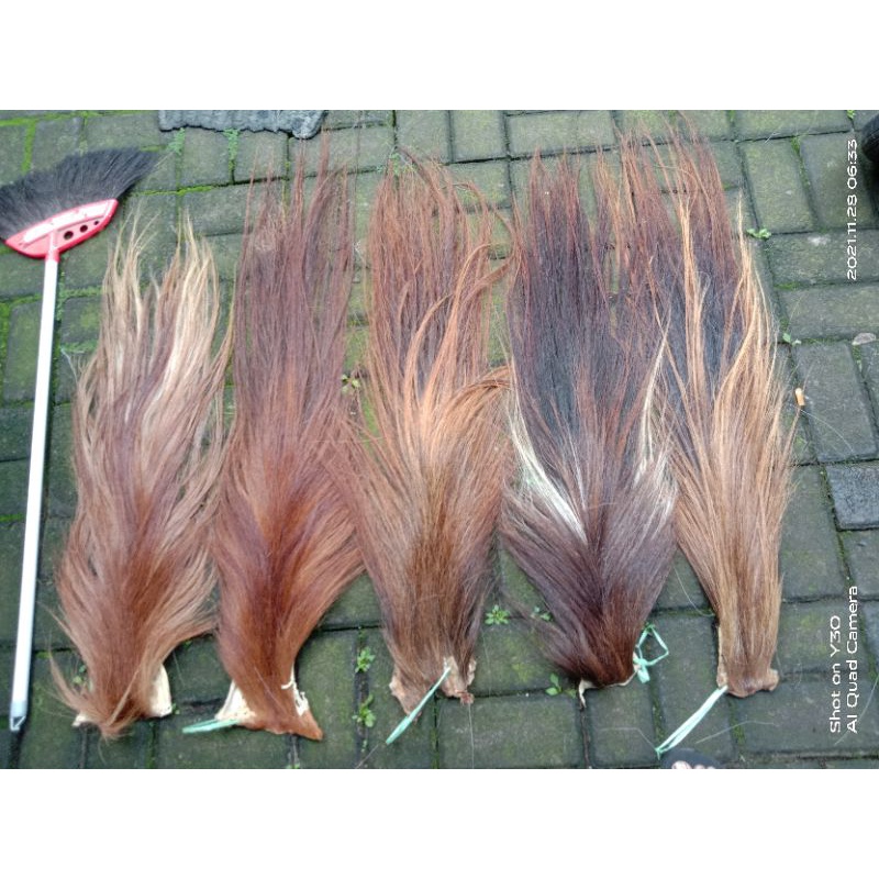 buntut jaran ekor kuda