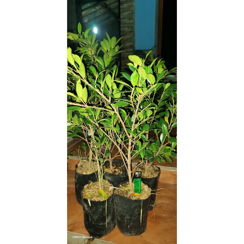 Bibit bonsai ficus kimeng