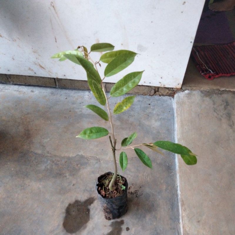 durian duri hitam