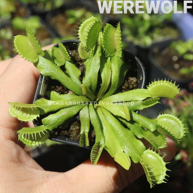 Produk Terbaik] RARE (COLLECTOR ITEMS) Tanaman Karnivora Venus Flytrap Werewolf (Vft)