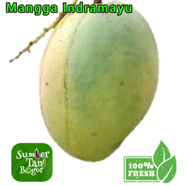 

MANGGA INDRAMAYU -Per 1 Kg