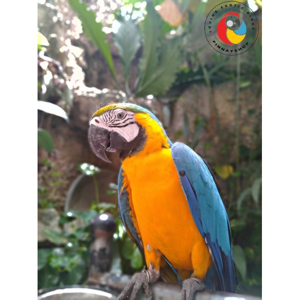 Burung Macaw Blue and Gold Jinak/Murah/Latih Bicara