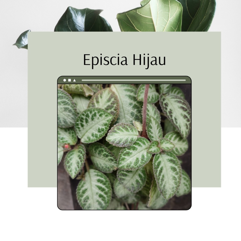 Tanaman Hias Episcia Hijau Gantung Episcia Gantung Hijau Hijau