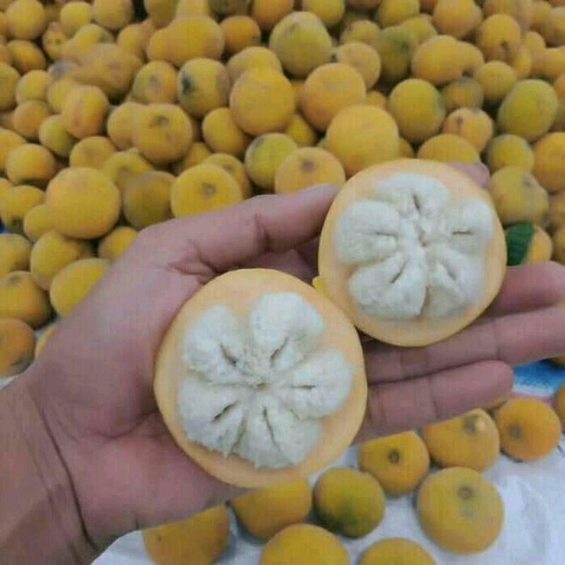 

buah kecapi fress matang 2 kilo gram