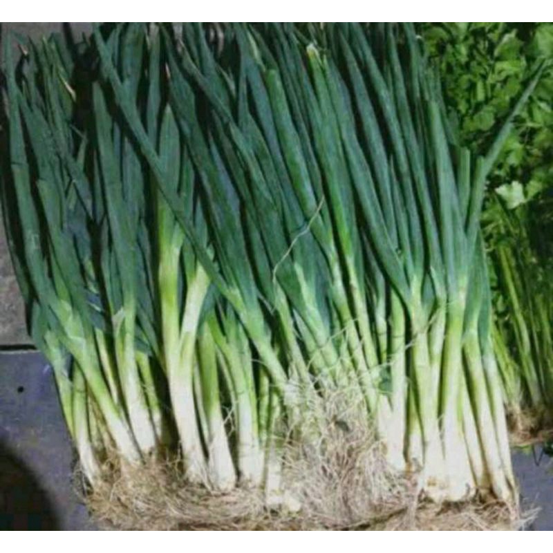 

Daun Bawang campaur