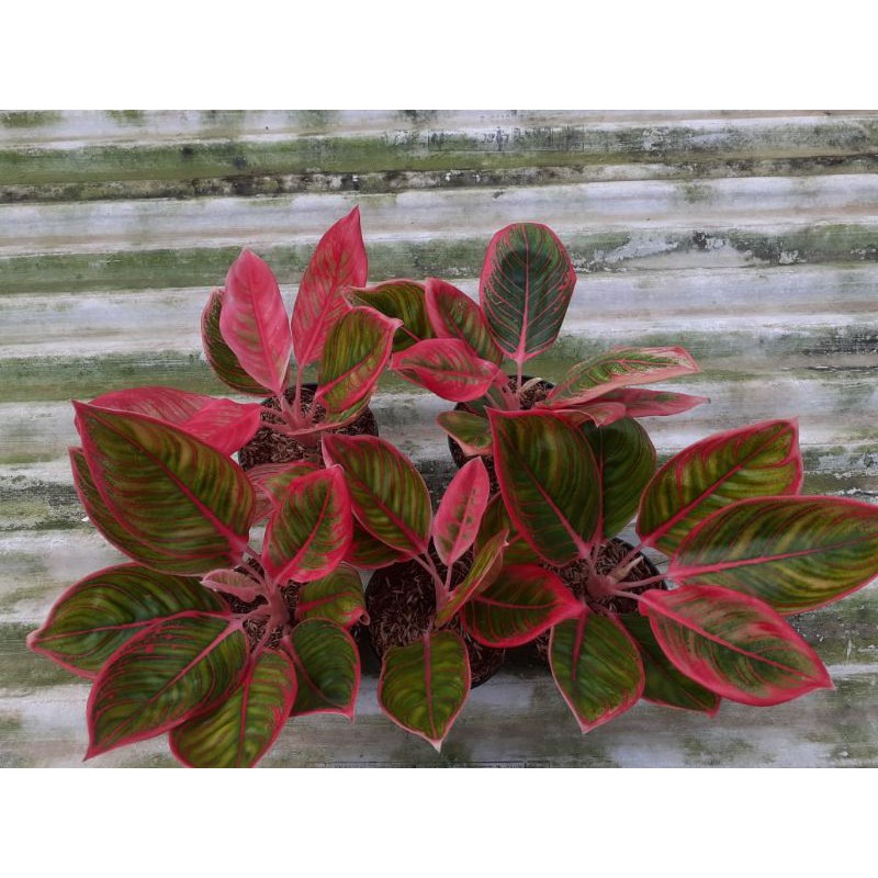 aglaonema khanza