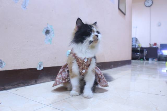 Dress coklat motif bunga-bunga lucu untuk kucing dan anjing / baju kucing murah size S-XL